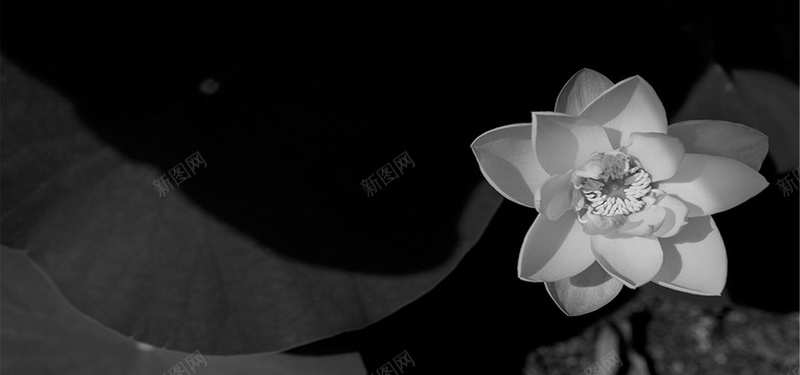 黑白古典荷花背景jpg设计背景_88icon https://88icon.com 黑白 古典 荷花 荷叶 中国风 古风 背景 海报banner 摄影 风景