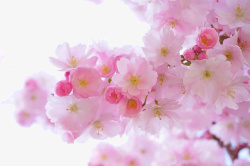 美丽的粉色唯美樱花素材