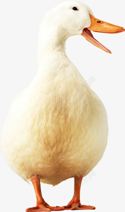 白色鸭子可爱的鸭子白色高清图片