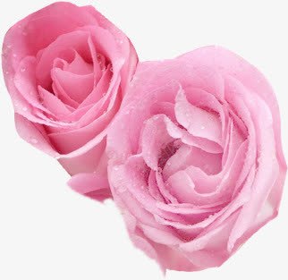 粉色鲜花植物玫瑰花朵png免抠素材_88icon https://88icon.com 植物 玫瑰 粉色 花朵 鲜花