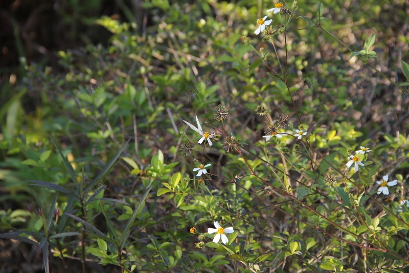 公园里面有一只蝴蝶在跳舞jpg设计背景_88icon https://88icon.com 户外 树木 登山 花园 花花草草 蝴蝶