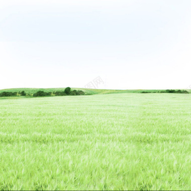 绿色的田野背景
