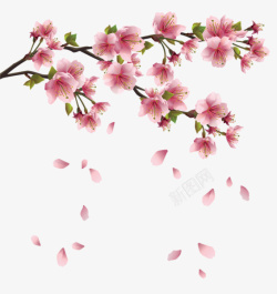 樱花树枝飘落的花瓣素材