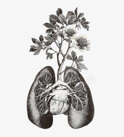 创意插画肺部与植物素材
