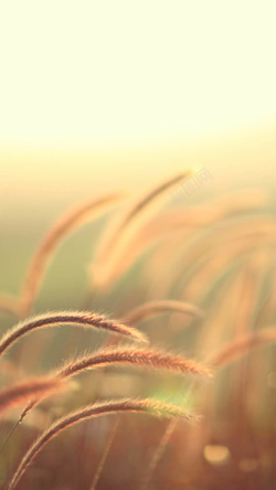 狗尾巴草风景图片小清新梦幻狗尾巴草H5背景高清图片
