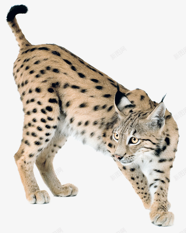 透明背景野猫png免抠素材_88icon https://88icon.com 免扣素材 动物 猫科 野猫