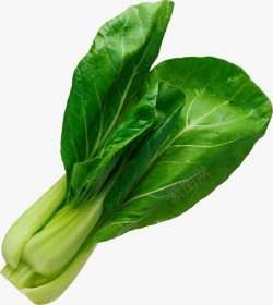 鲜嫩小白菜鲜嫩的小白菜高清图片