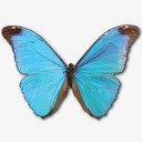 大闪蝶Absoloni图标png免抠素材_88icon https://88icon.com absoloni animal butterfly morpho 动物 大闪蝶 蝴蝶