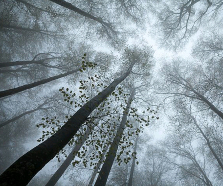 唯美森林迷雾背景图背景