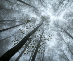 平和唯美森林迷雾背景图高清图片