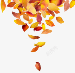 枯萎树叶一片枯黄的落树叶高清图片