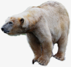 北极熊冬天动物素材