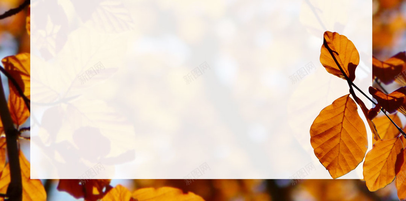 橘红色秋冬服装促销枫叶psd设计背景_88icon https://88icon.com 二十四节气 促销 冬装 展板 打折 新品上市 服装店 树叶 活动 秋天 秋装 金秋
