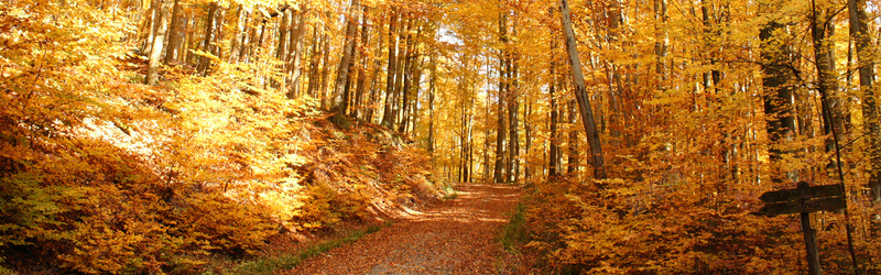 森林道路背景jpg设计背景_88icon https://88icon.com 森林背景 树木背景 树林背景 道路背景 小路背景 叶子背景 树叶背景 海报banner 摄影 风景