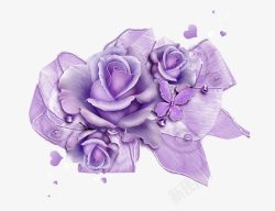 紫色玫瑰花素材