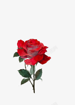 一只玫瑰一只橘红玫瑰高清图片