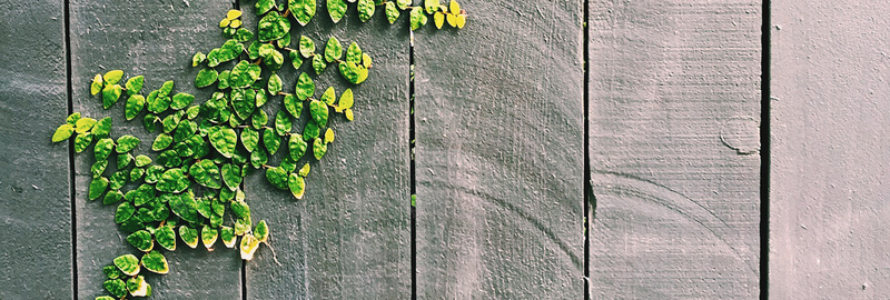 绿叶木板墙围栏背景背景