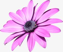 粉紫的花花素材