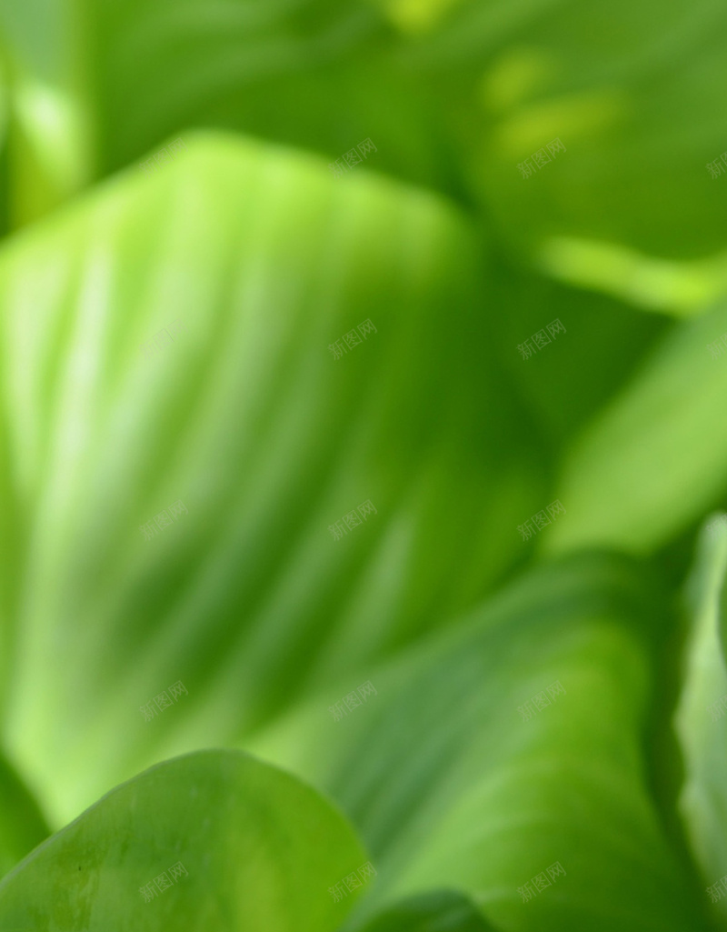 微距植物唯美H5背景jpg设计背景_88icon https://88icon.com 摄影 绿色 树叶 清新 植物 H5 h5 风景