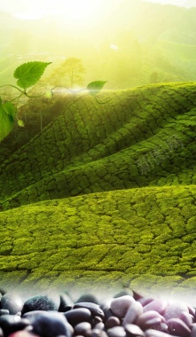 绿化茶文化背景背景