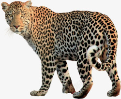 豹子免扣PNG猛兽豹子花豹金钱豹走路的豹高清图片