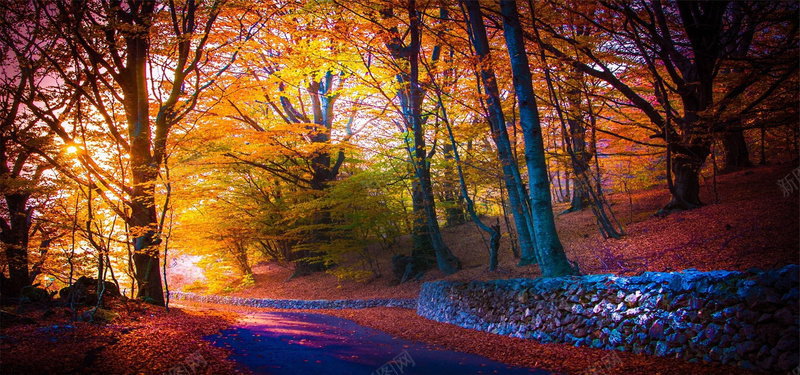 秋天的树林背景图背景