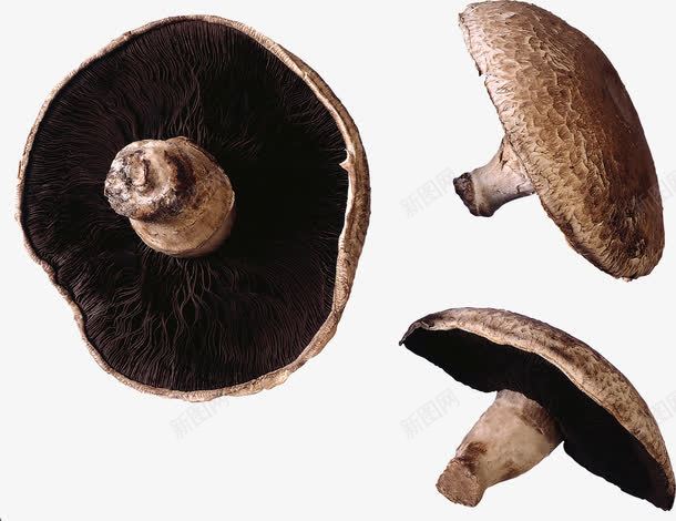 菌菇png免抠素材_88icon https://88icon.com 植物 菌菇 蘑菇