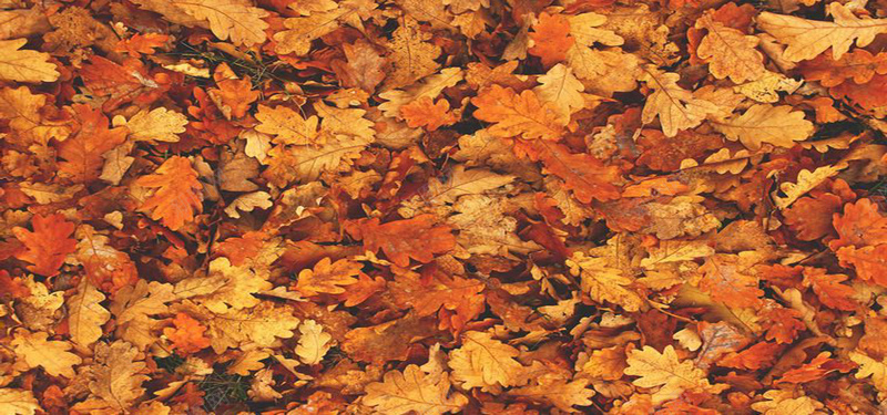 秋季落叶无缝背景背景