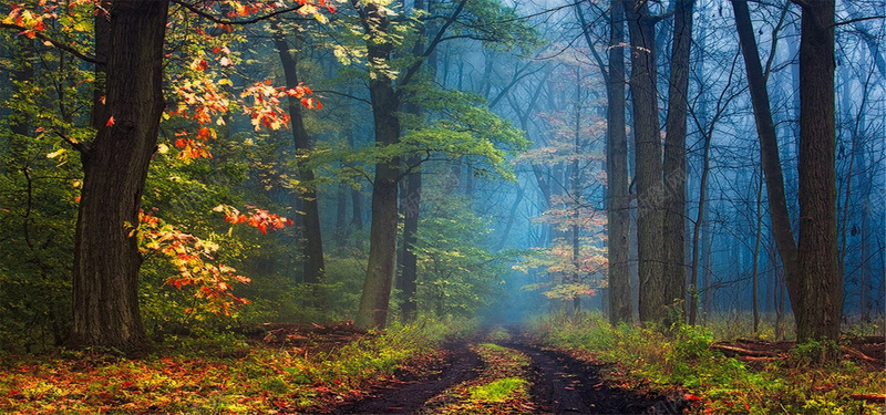 林间风光背景背景