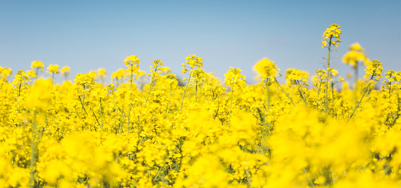 黄色油菜花jpg设计背景_88icon https://88icon.com 海报banner 摄影风景 黄色背景 油菜花 蓝天 摄影 风景