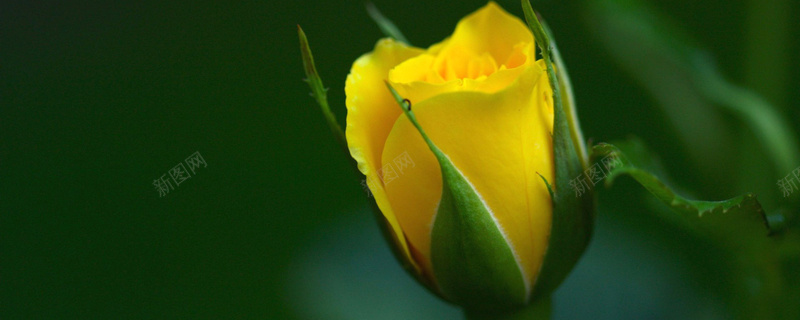 黄色玫瑰花蕾背景图背景