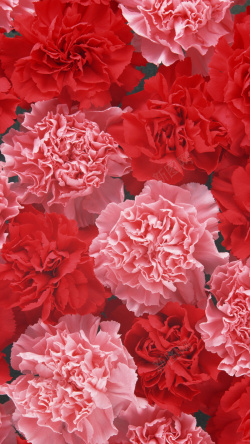平铺花瓣红色花朵花瓣平铺H5背景高清图片