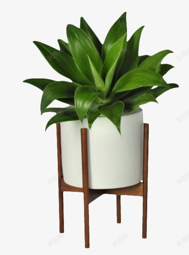 png免抠素材_88icon https://88icon.com 植物 盆栽 花卉 装饰