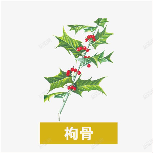 草药png免抠素材_88icon https://88icon.com 中药 本草纲目 枸骨 药材