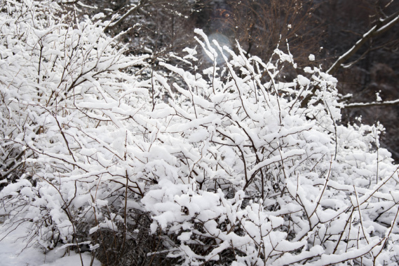 冬季积雪的树枝背景