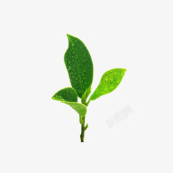 绿植茶叶素材素材