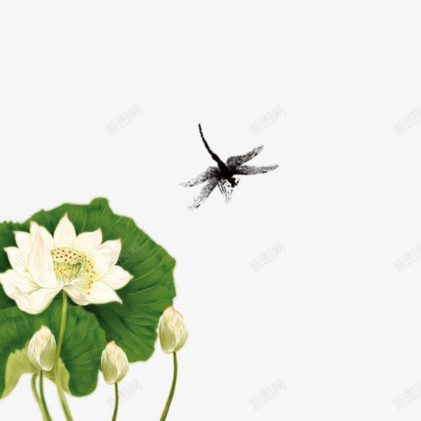 绿叶荷花png免抠素材_88icon https://88icon.com 绿叶荷花 荷花 蜻蜓