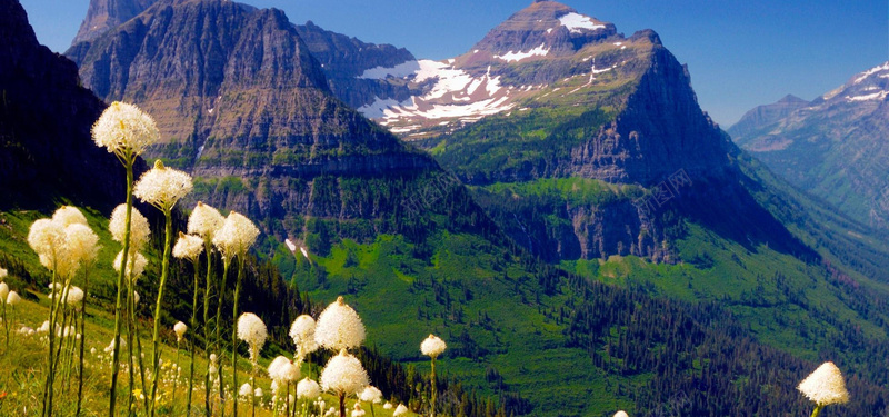 山中的野花jpg设计背景_88icon https://88icon.com 野花 深山 生态 海报banner 摄影 风景
