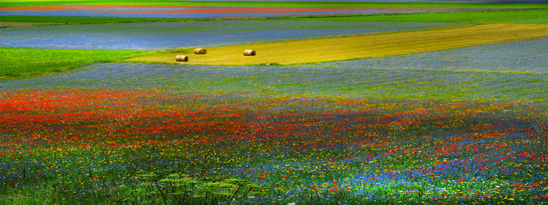 淘宝bannerjpg设计背景_88icon https://88icon.com 花朵 花蕊 小清新 摄影图 京东海报图 唯品会banner 简单 文艺范 祖国山河 山川风景 河流 森林 海报banner 摄影 风景