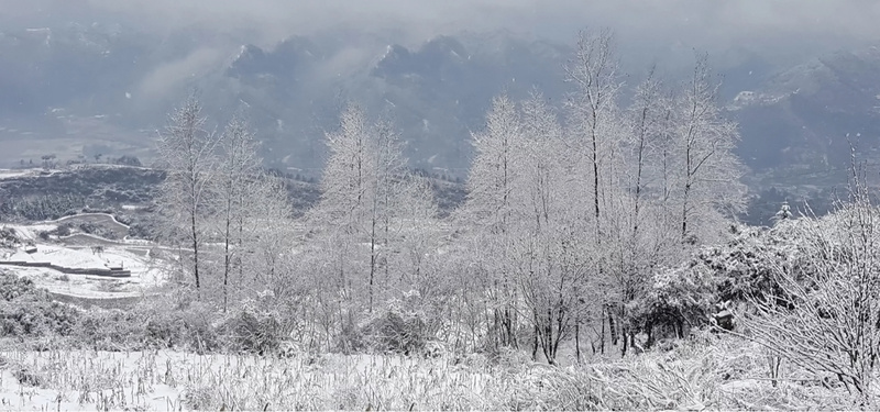 雪白色林海背景jpg设计背景_88icon https://88icon.com 雪白色 图片 海报banner 摄影 风景 林海背景