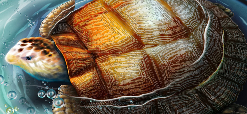 彩绘海龟背景图背景