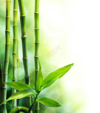 漂亮的竹节和竹叶背景素材背景
