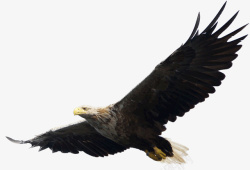 禽类元素野生动物禽类飞鸟白头老鹰高清图片