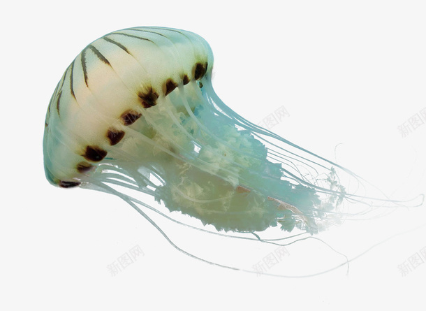 水母海蜇海洋生物png免抠素材_88icon https://88icon.com 彩色水母 水母 海底 海洋生物 海蜇