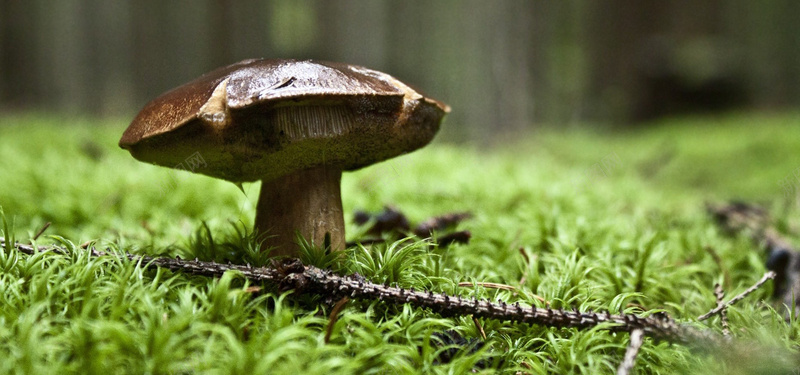蘑菇背景图背景