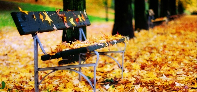 秋天公园长椅背景