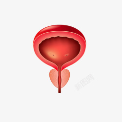 膀胱3d手绘渲染纵刨膀胱素材