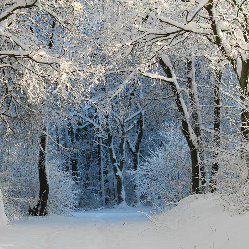 冬季树木背景jpg设计背景_88icon https://88icon.com 冬季 树木 质感 自然 摄影 风景 主图
