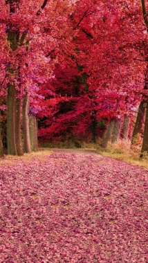 风景红色树落叶H5背景素材背景