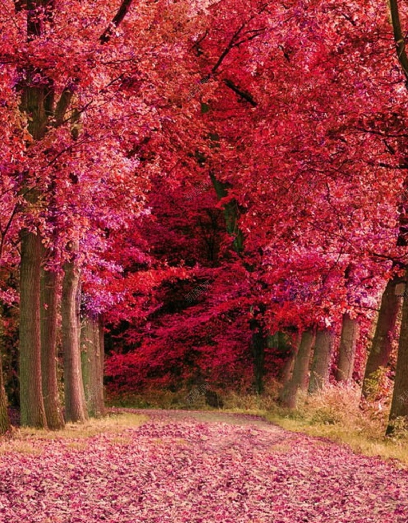 风景红色树落叶H5背景素材jpg设计背景_88icon https://88icon.com 风景 红色 树 落叶 落叶素材 H5 摄影
